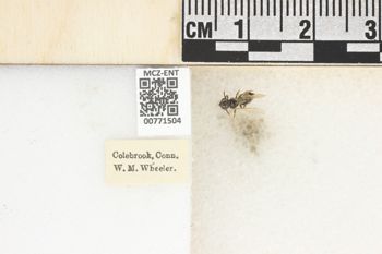 Media type: image;   Entomology 771504 Aspect: Labels